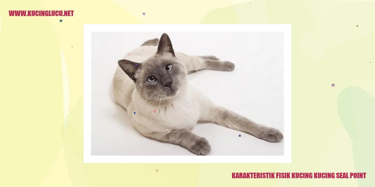Gambar Kucing Seal Point