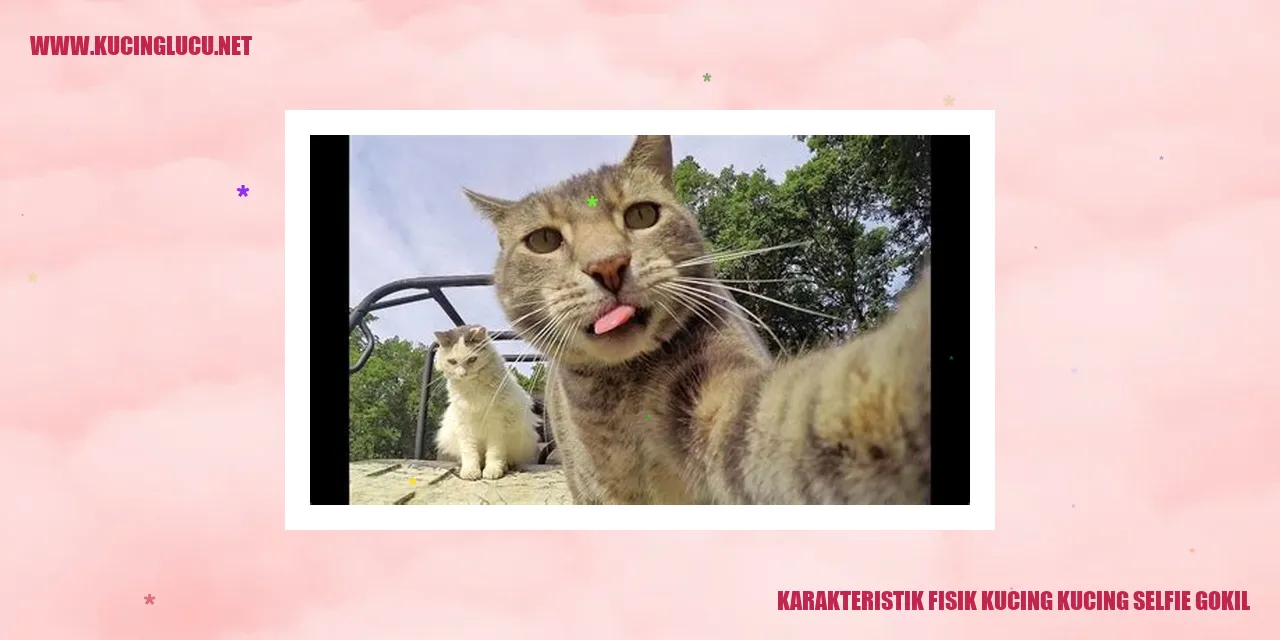 Karakteristik Fisik Kucing kucing selfie gokil