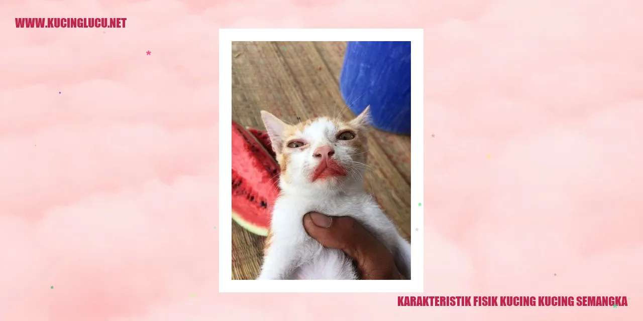 Kucing Kucing Semangka