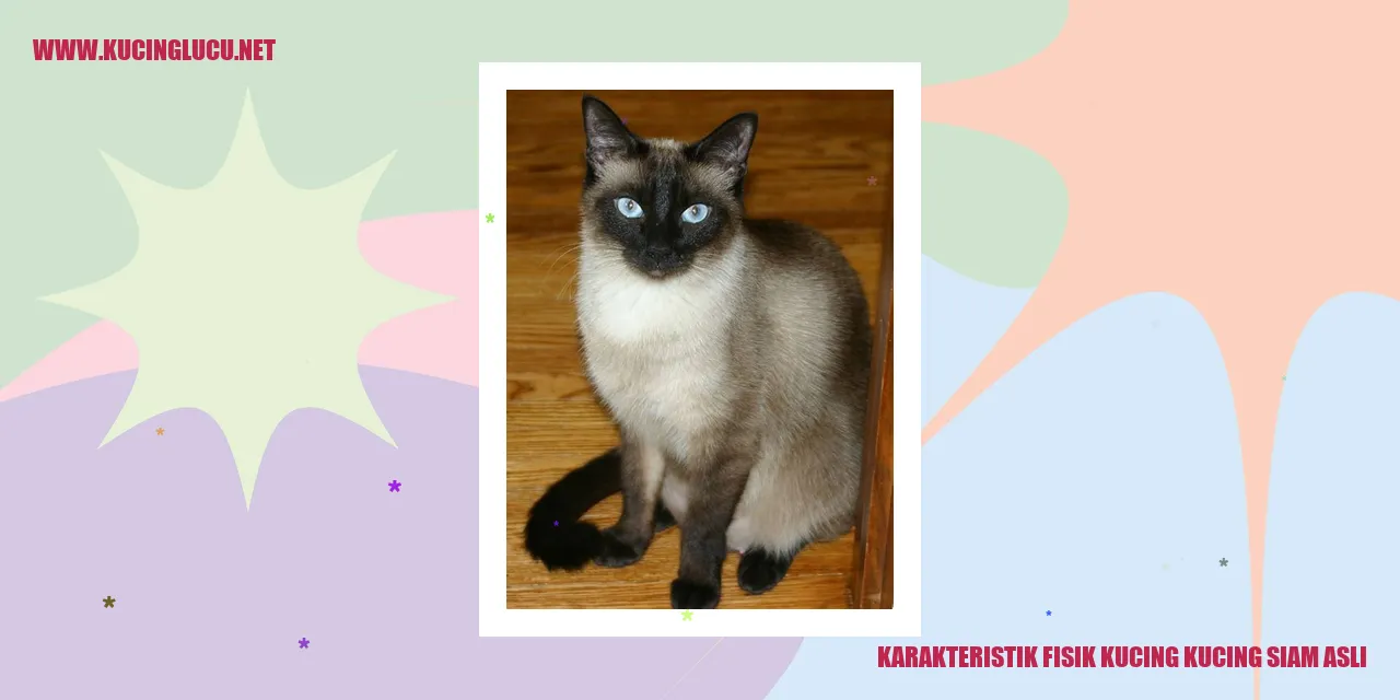 Karakteristik Fisik Kucing Siam Asli