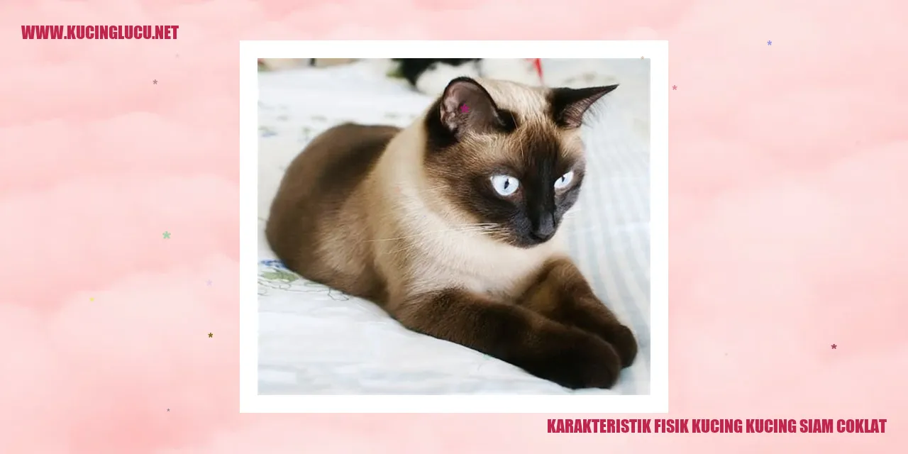 Karakteristik Fisik Kucing Siam Coklat