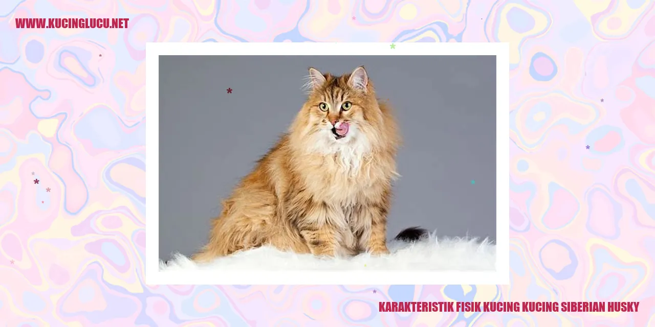 Karakteristik Fisik Kucing Siberian Husky
