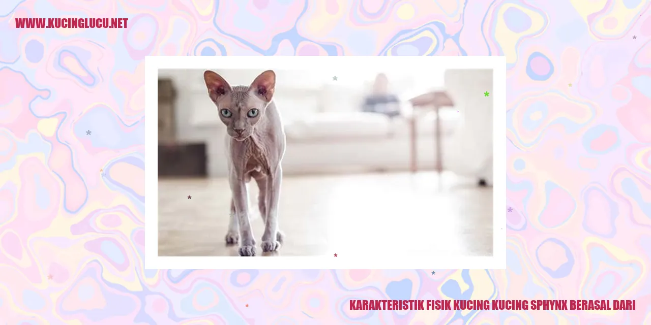 Gambar Kucing Sphynx