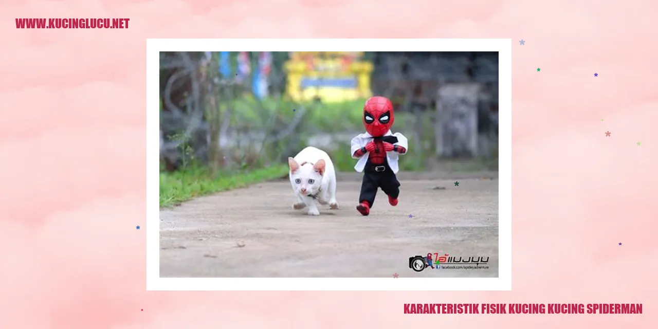 Gambar Kucing Spiderman