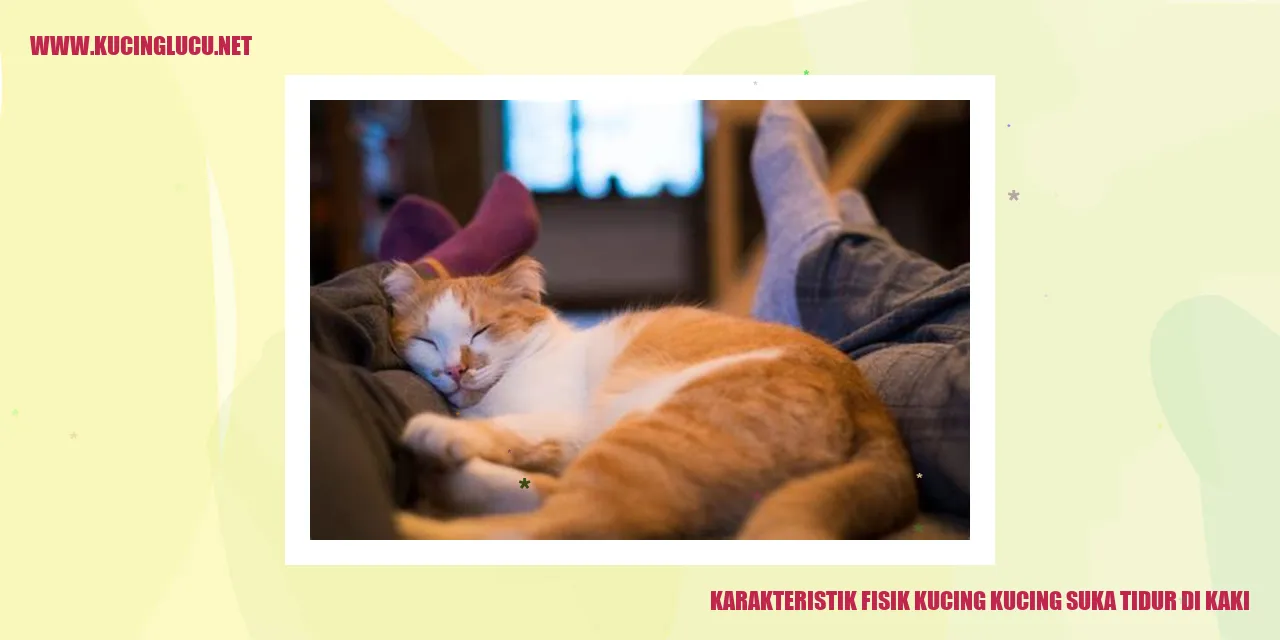 Karakteristik Fisik Kucing kucing suka tidur di kaki