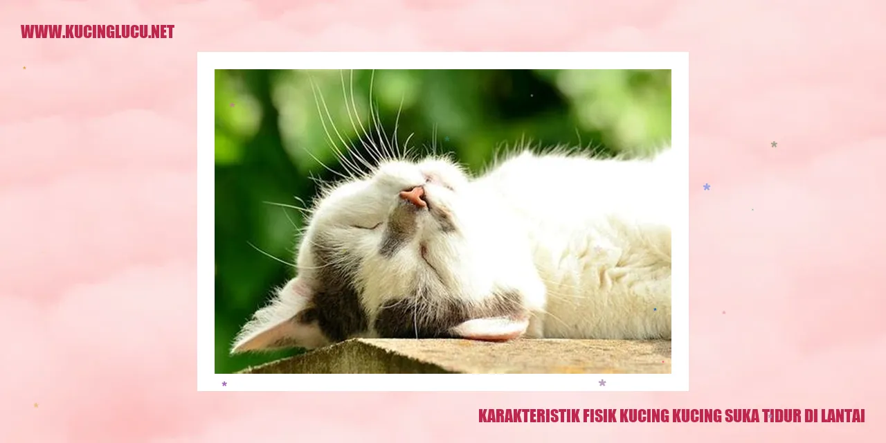 Gambar Kucing