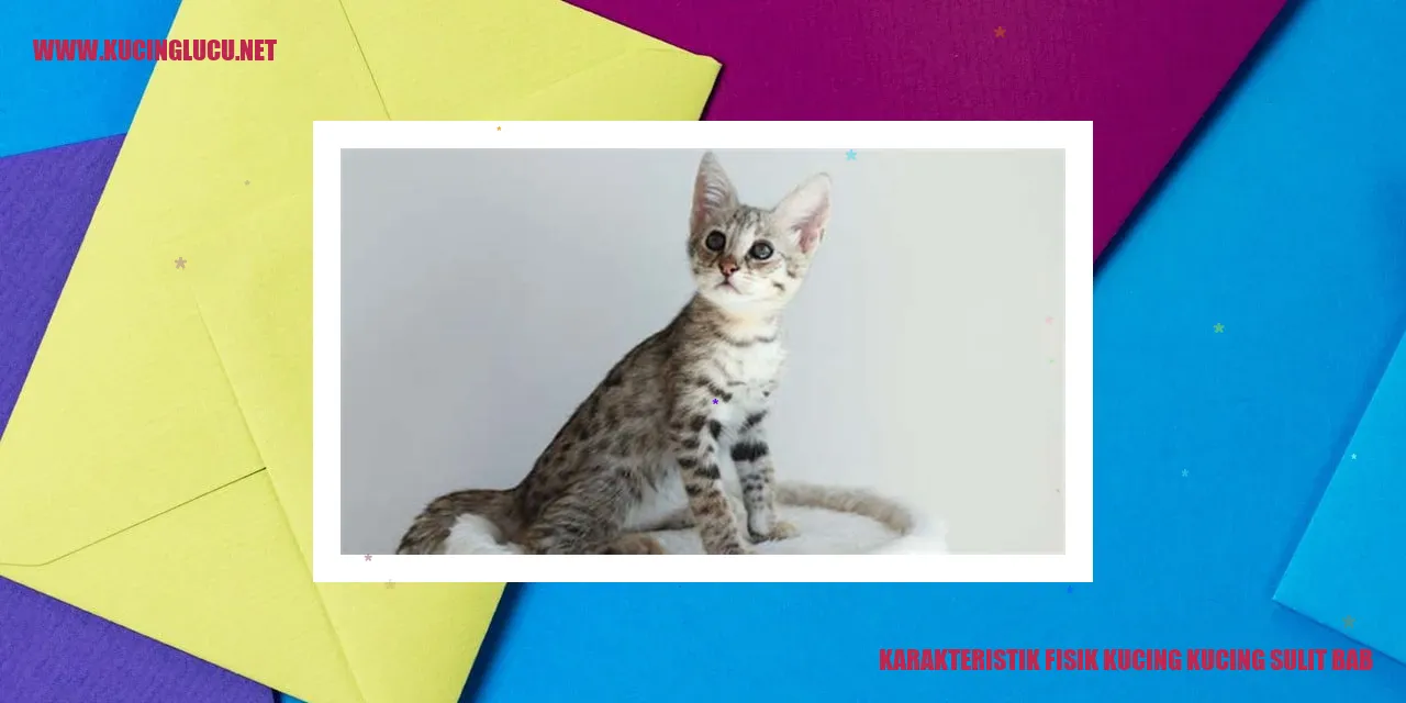 gambar kucing yang sedang duduk