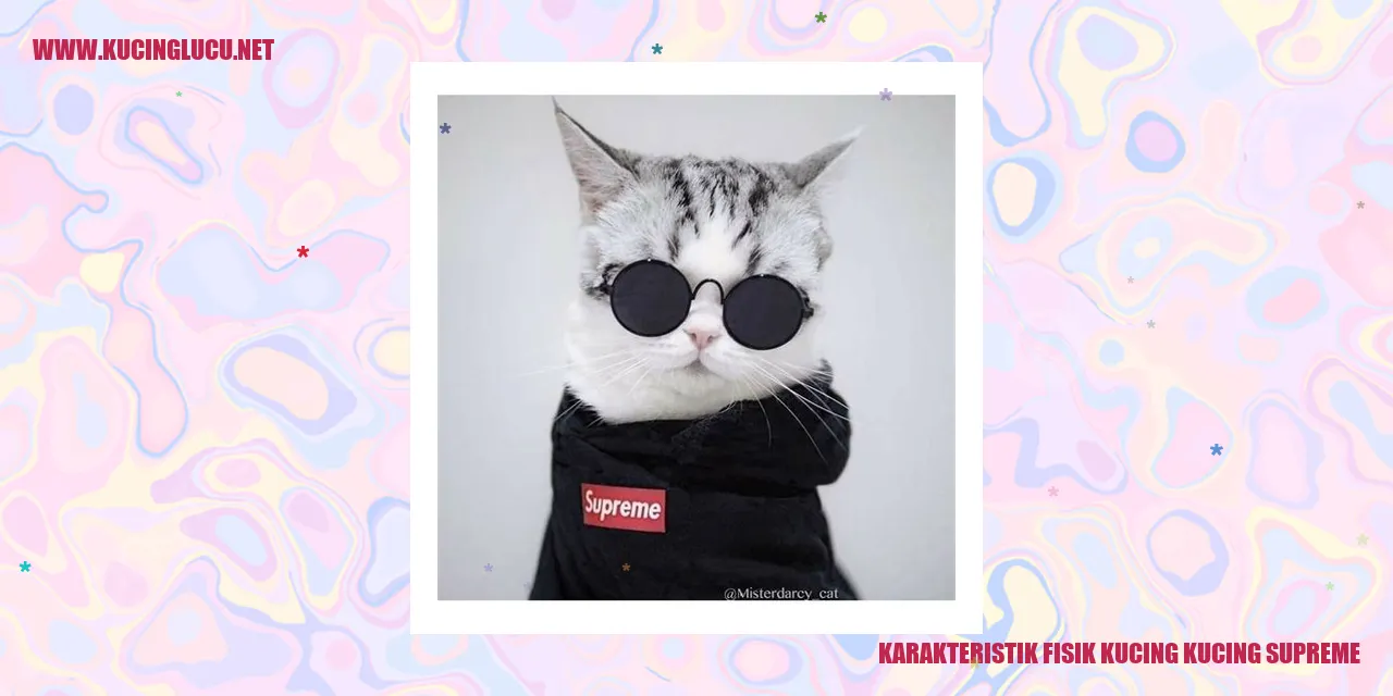 Karakteristik Fisik Kucing Supreme