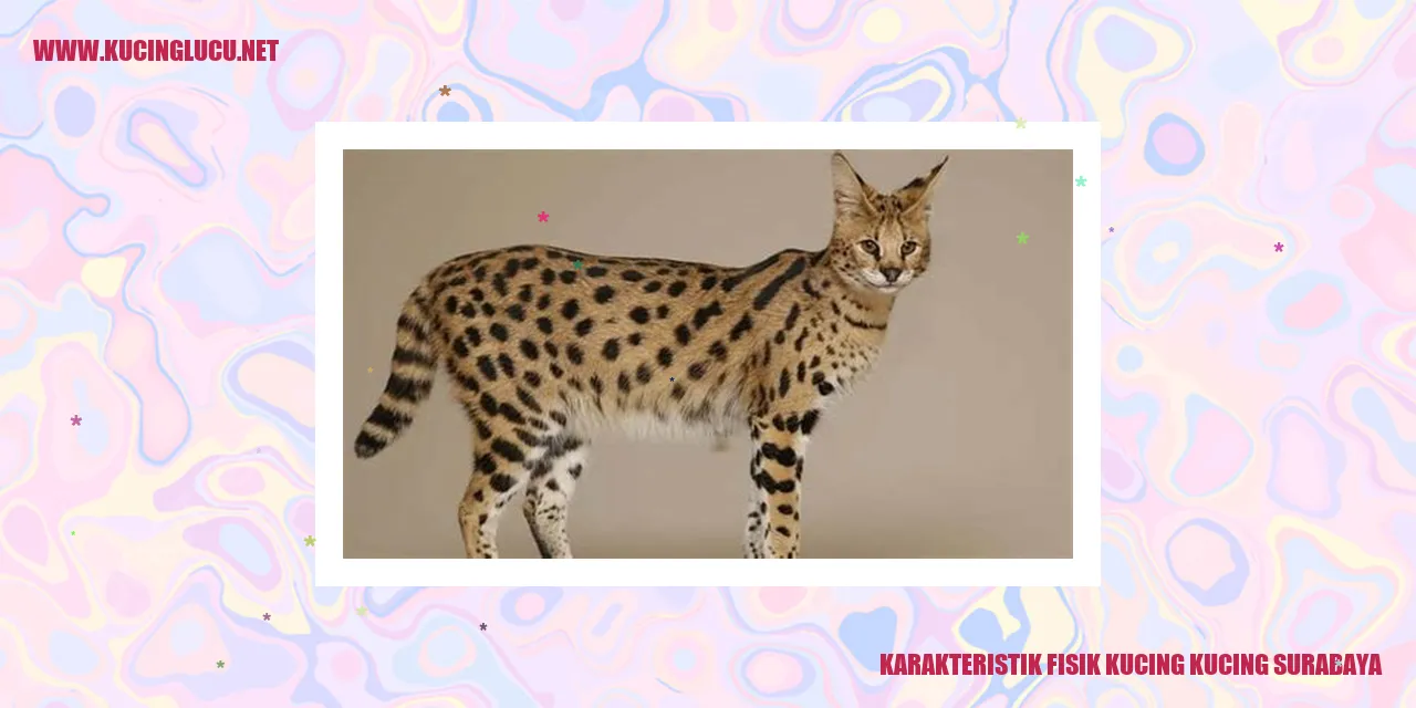 Kucing Surabaya