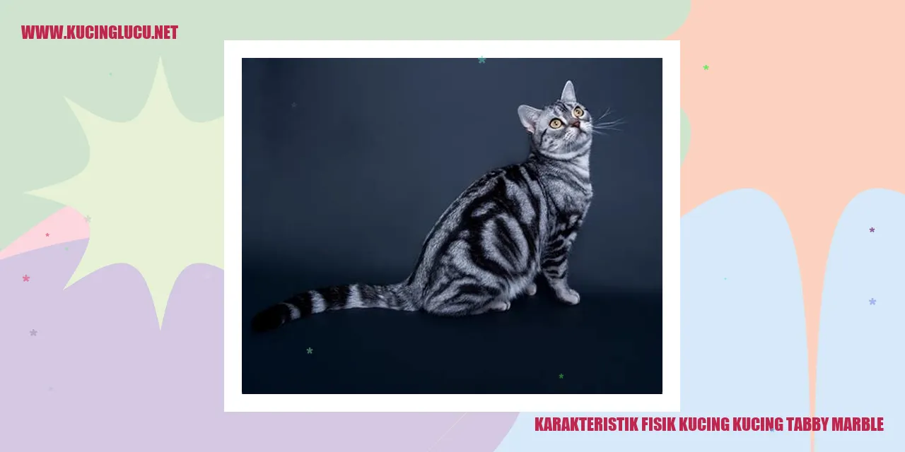 Kucing Tabby Marble yang Menawan