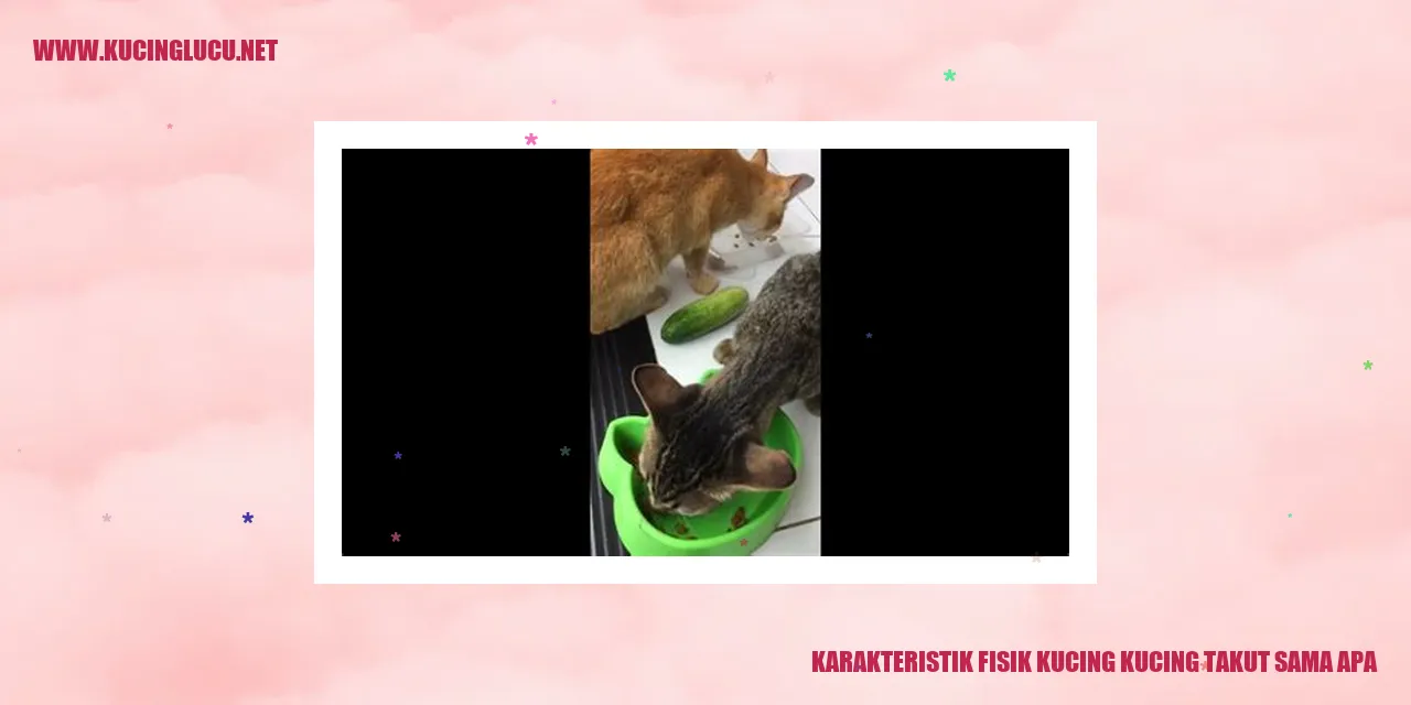 Karakteristik Fisik Kucing