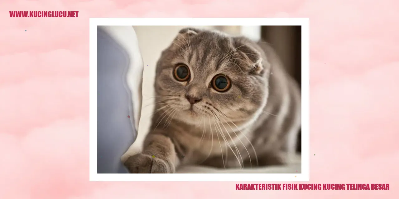 Karakteristik Fisik Kucing kucing telinga besar
