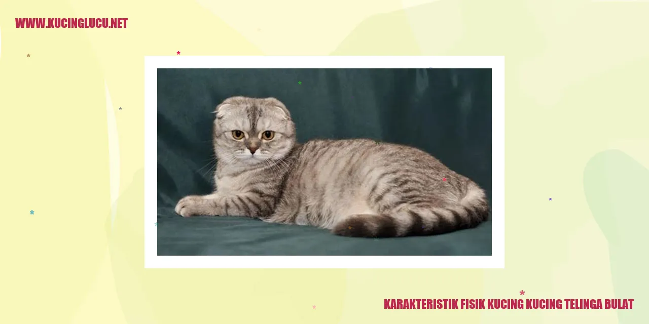 Gambar Kucing dengan Telinga Bulat