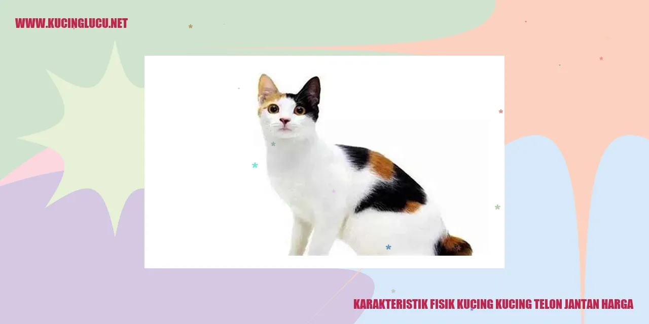 Karakteristik Fisik Kucing Telinga Jantan