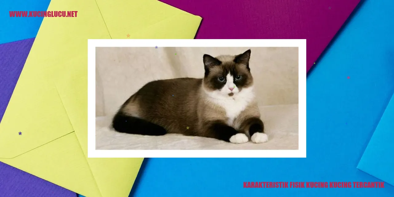 Kucing Cantik