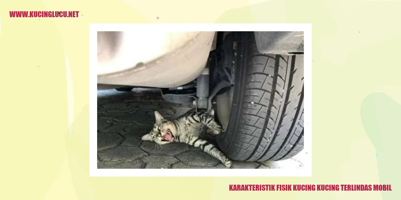 Karakteristik Fisik Kucing