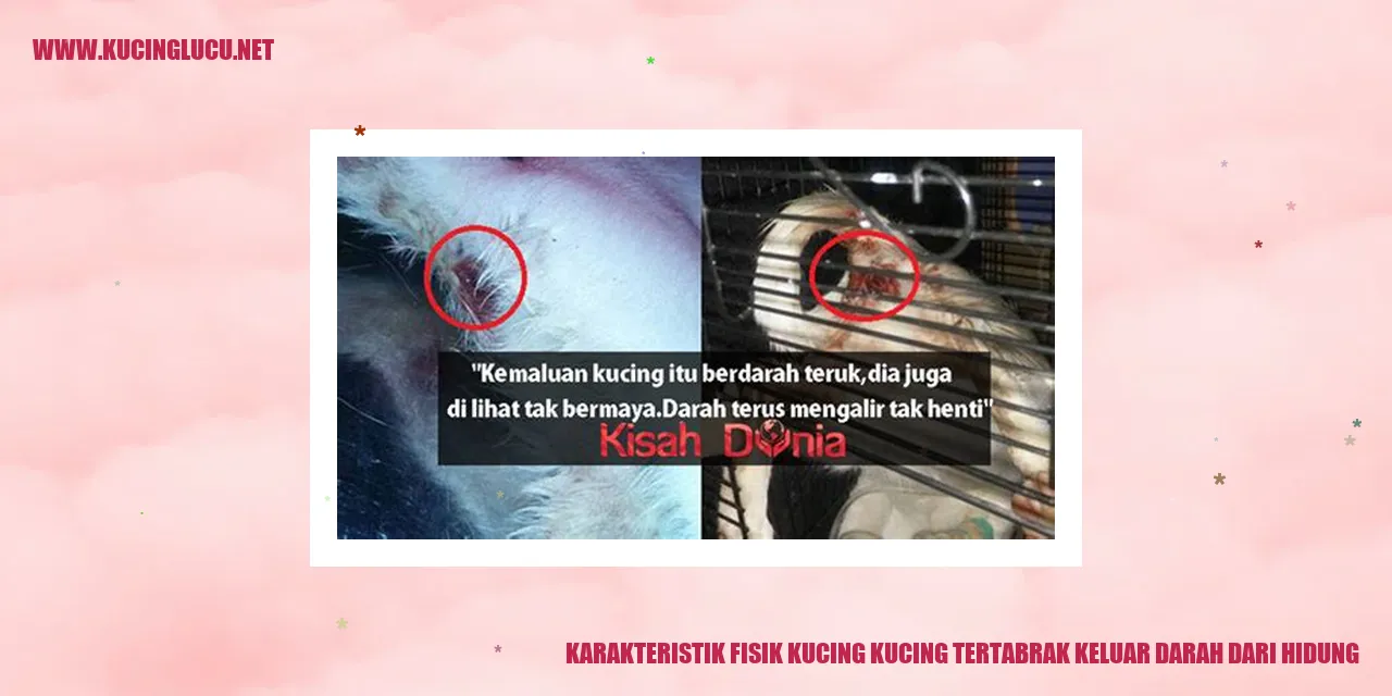 Kucing dengan hidung berdarah