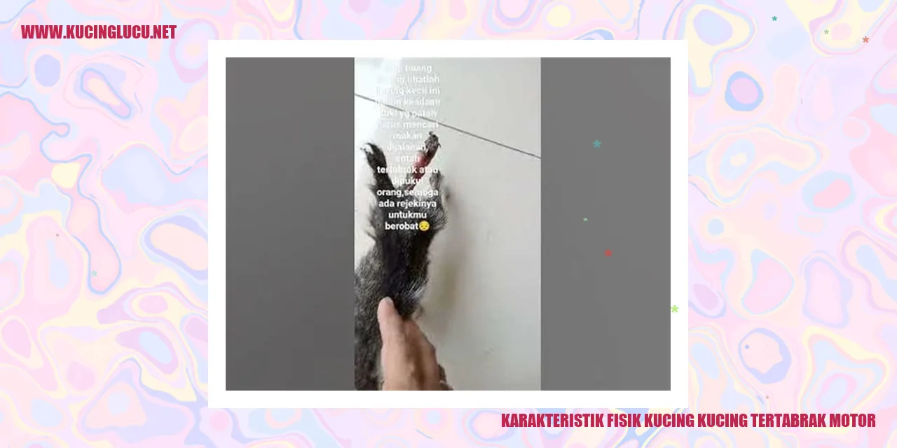 Kucing Tertabrak Motor