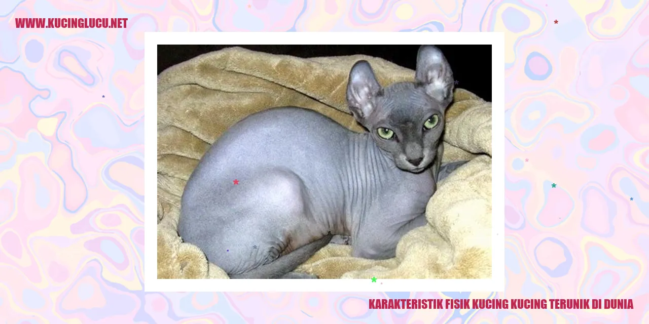Karakteristik Fisik Kucing terunik di dunia