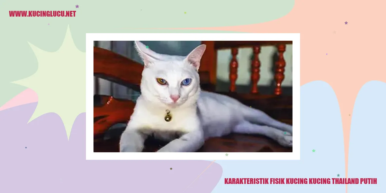 Karakteristik Fisik Kucing Thai Putih