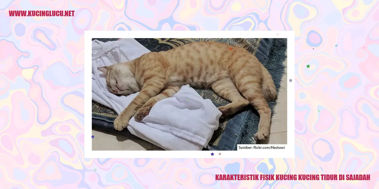 Kucing tidur di sajadah