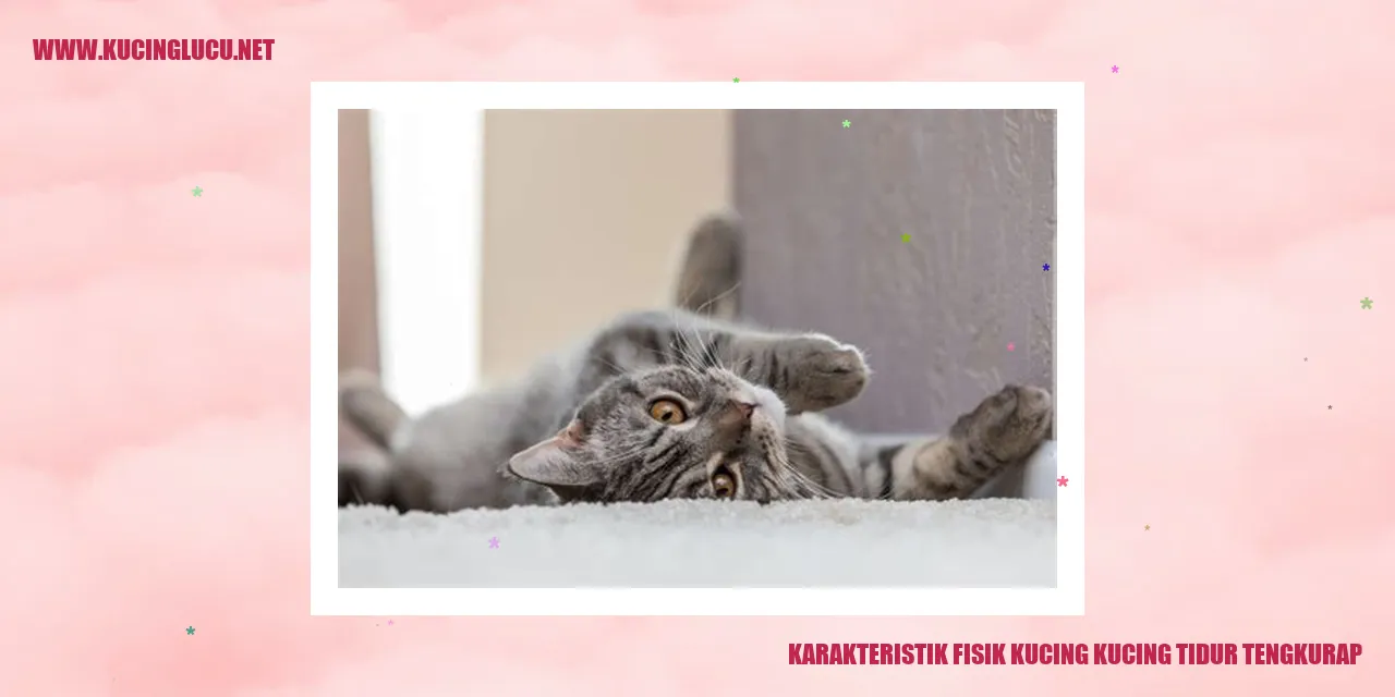Karakteristik Fisik Kucing Tidur Tengkurap