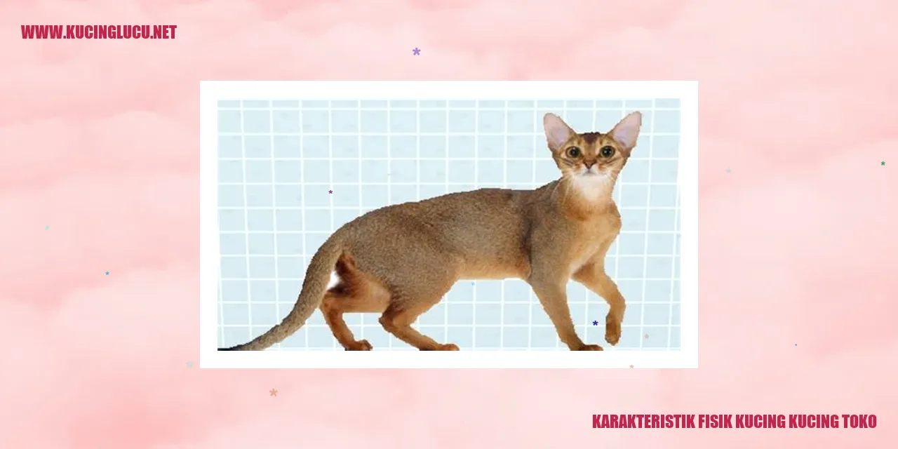 Karakteristik Fisik Kucing Kucing Toko