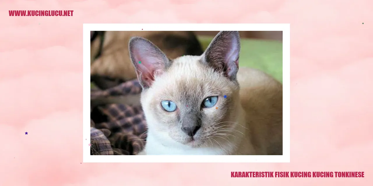 Karakteristik Fisik Kucing tonkinese
