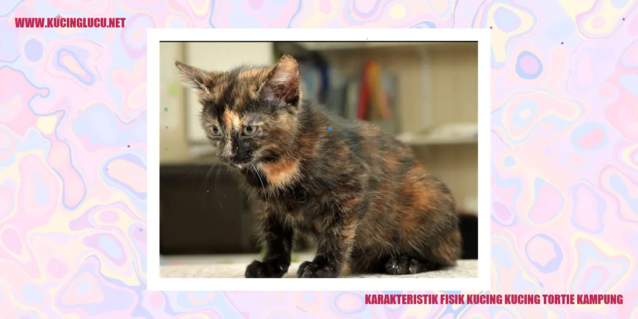 Gambar Kucing Tortie Kampung
