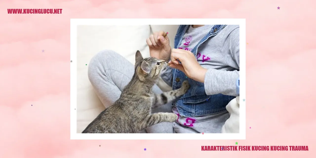 gambar kucing trauma