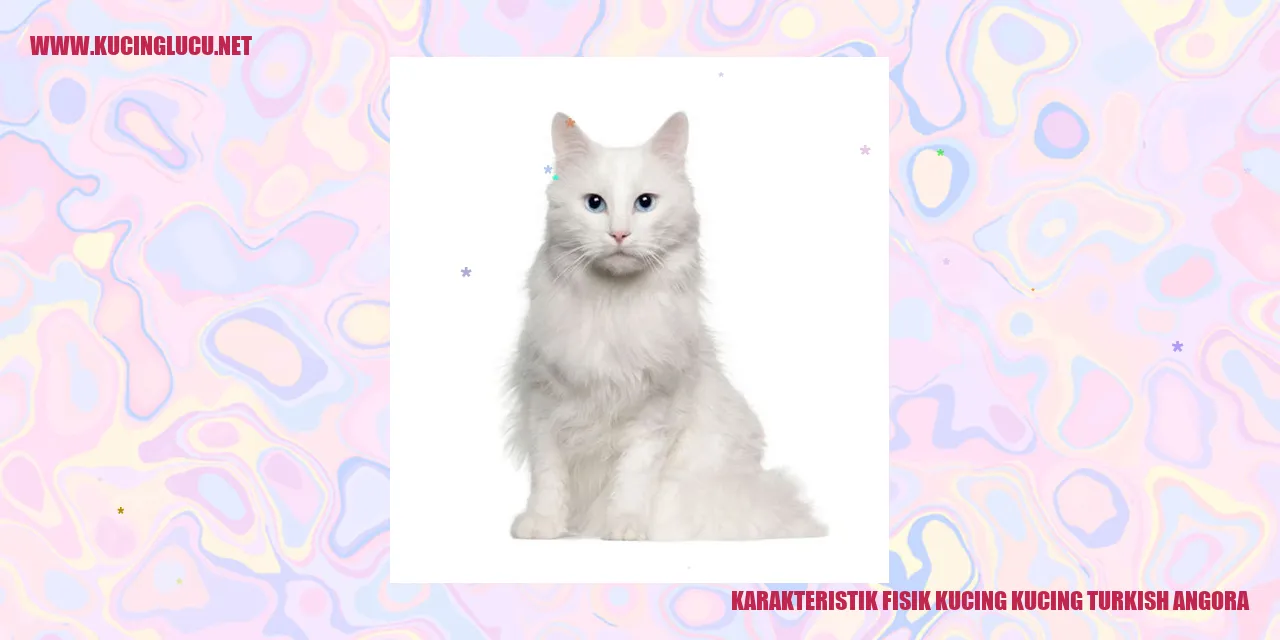 Karakteristik Fisik Kucing Turkish Angora