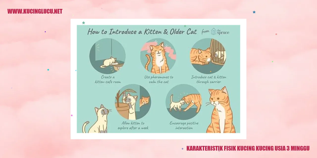 Kecantikan Tubuh Kucing 3 Minggu