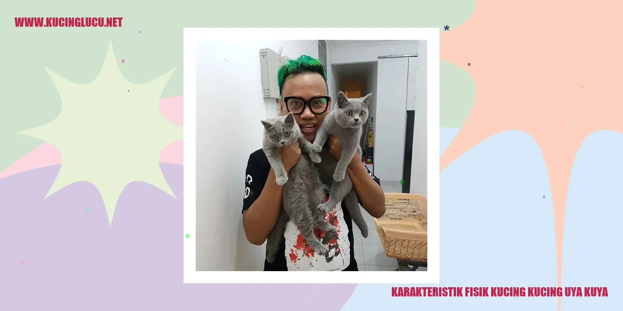 Kucing Uya Kuya