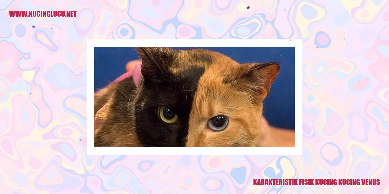 Kucing Venus