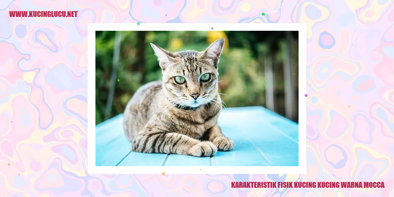 Karakteristik Fisik Kucing kucing warna mocca