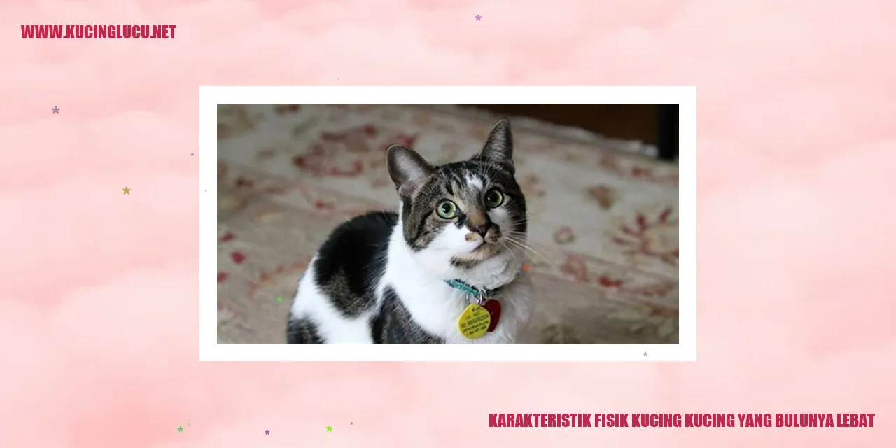 Kucing dengan bulu lebat