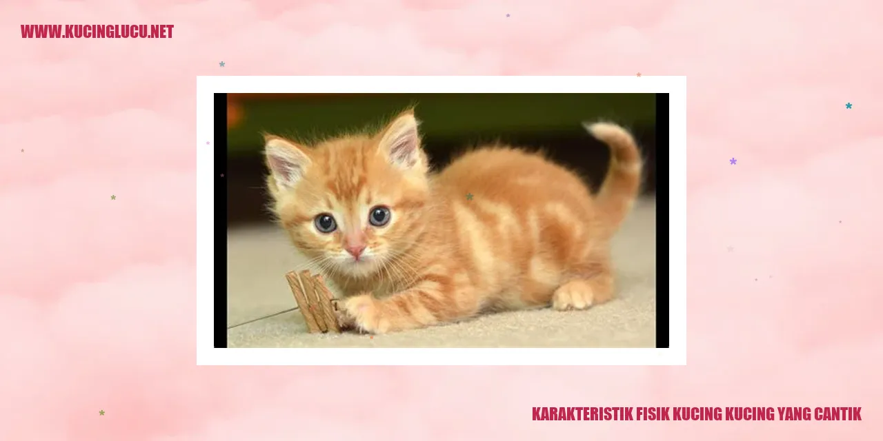 Karakteristik Fisik Kucing yang Cantik