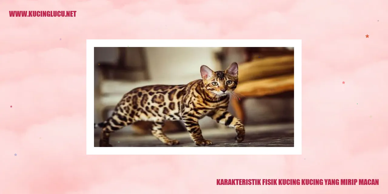 Kucing Menyerupai Macan