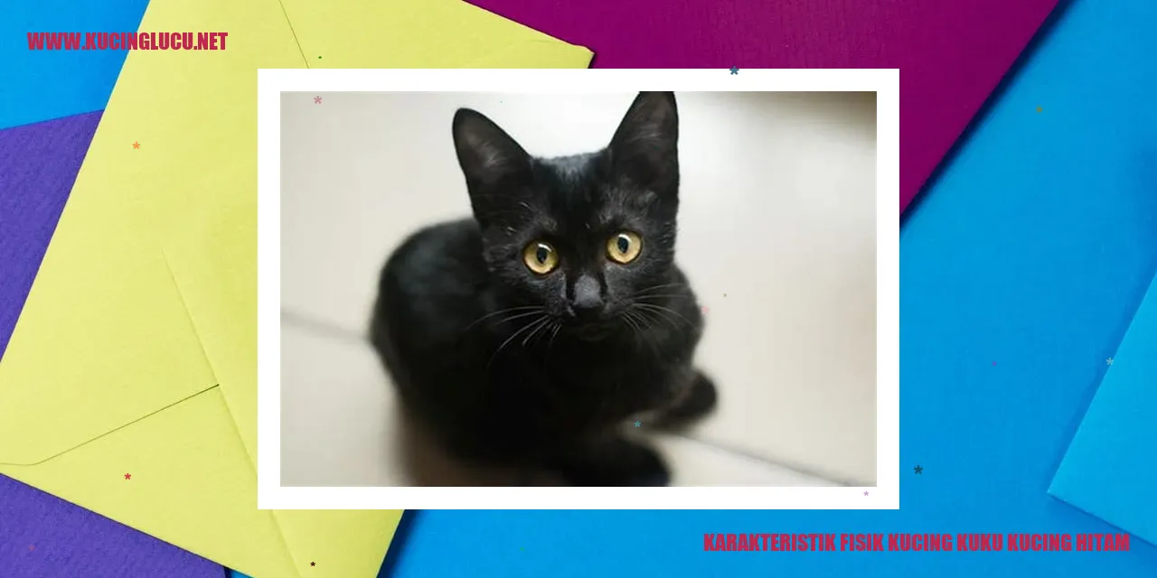 Kucing kuku kucing hitam