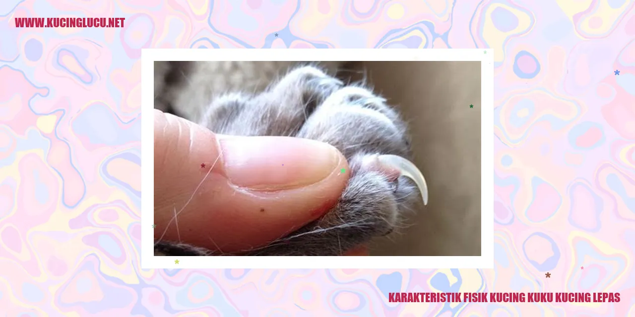 Gambar kucing kuku kucing lepas