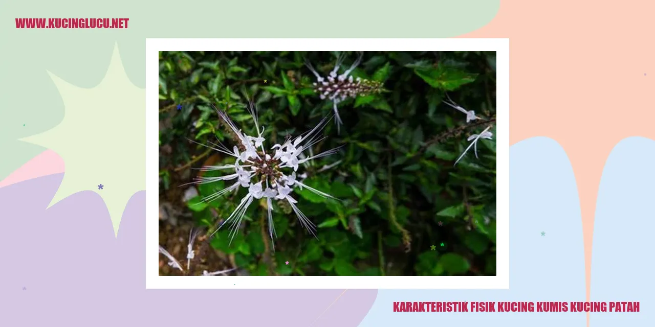 Karakteristik Fisik Kucing Kumis Kucing Patah