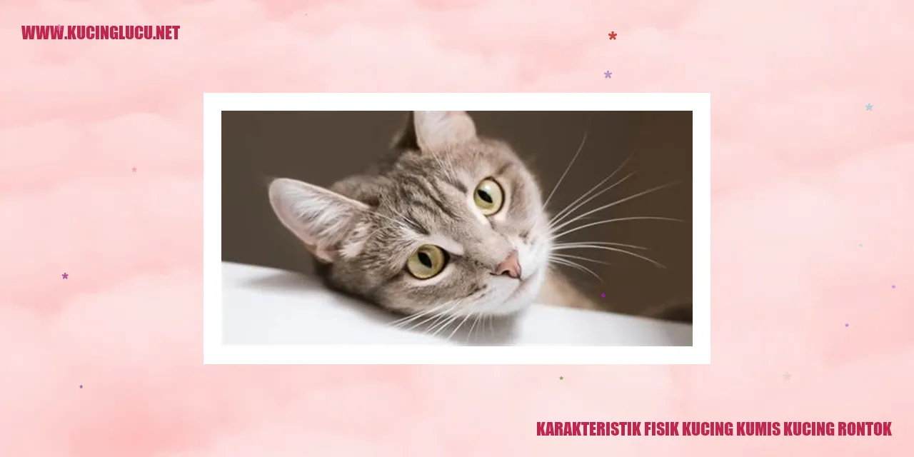 Karakteristik fisik kucing kumis kucing rontok