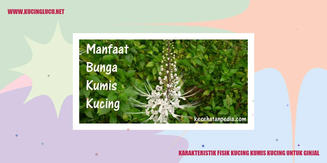 Karakteristik Fisik Kucing kumis kucing untuk ginjal