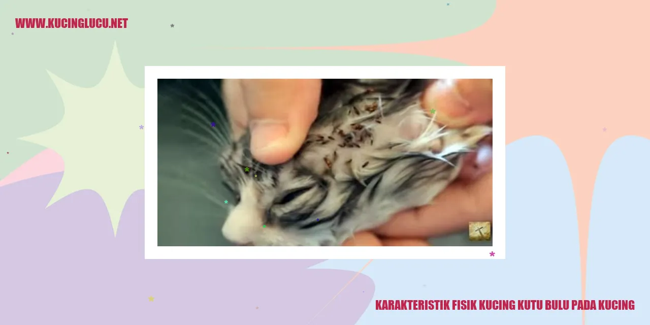 Kucing Kutu Bulu