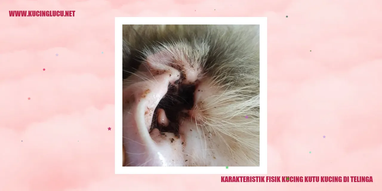 gambar kucing terinfeksi kutu kucing di telinga