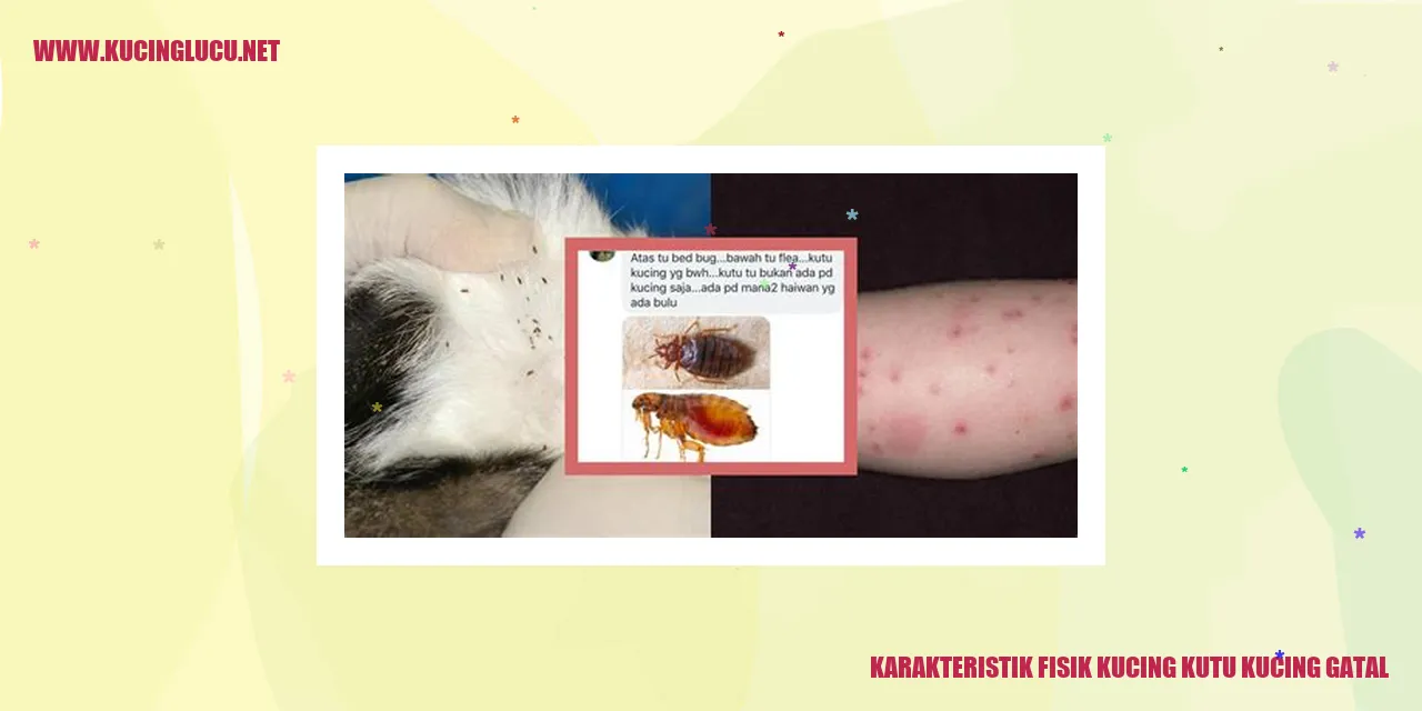 Gambar Kucing Terkena Kutu Kucing Gatal