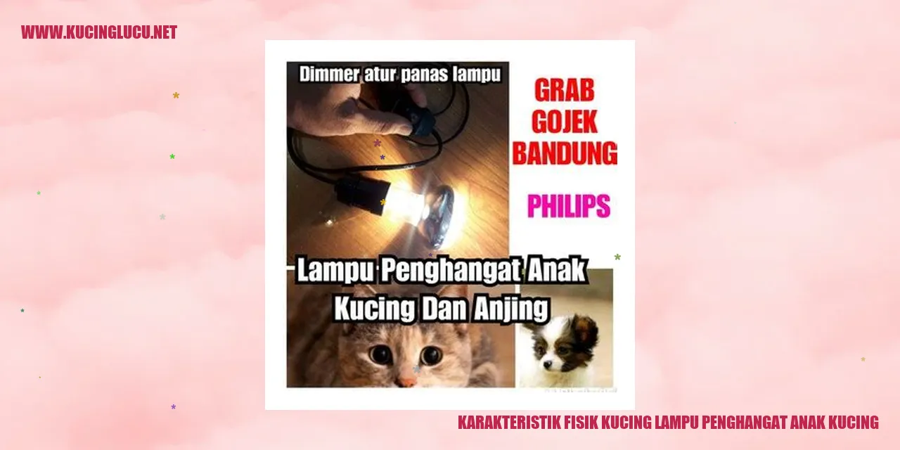 Karakteristik Fisik Kucing Tenaga Pemanas Anak Kucing