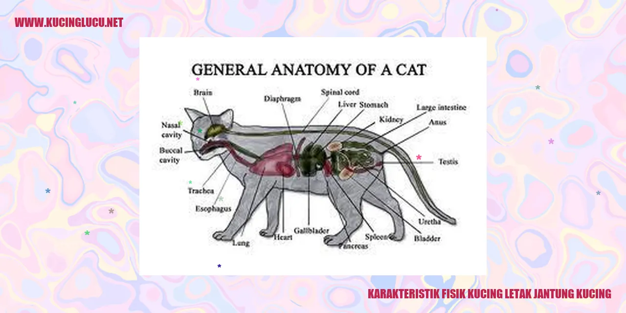 Karakteristik Fisik Kucing letak jantung kucing