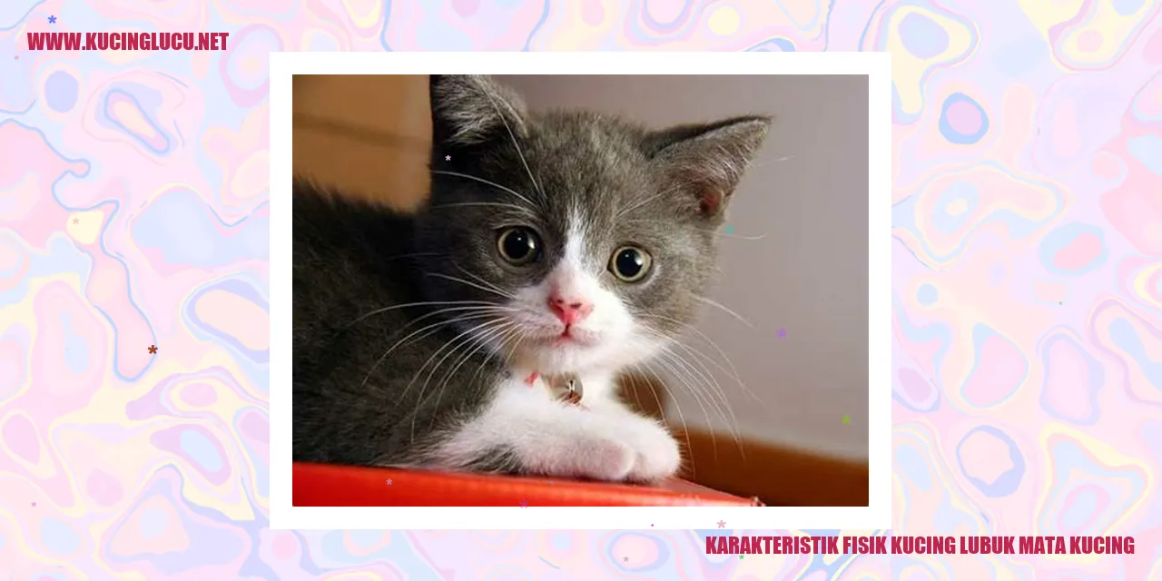 Karakteristik Fisik Kucing Lubuk Mata Kucing