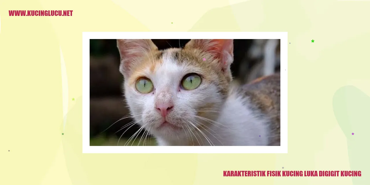 Karakteristik Fisik Kucing luka digigit kucing